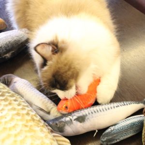 Pet Soft Plush 3D Fish Shape Cat Toy Interactive Gifts Fish Catnip Toys Stuffed Pillow Doll Simulation Fish Playing Toy For Pet